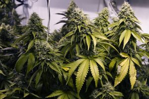 CBS News report focuses on pesticide residues found in marijuana plants in the state of Colorado