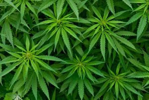 Selectra® PFPP Column Used in NIDA Paper Examining Cannabinoids in Oral Fluids