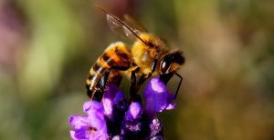 UCT QuEChERS Kits Cited in Neonicotinoid Identification in Honey