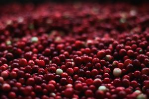 UCT QuEChERS Kits Cited in Cranberry Perfluoroalkyl Substances Study
