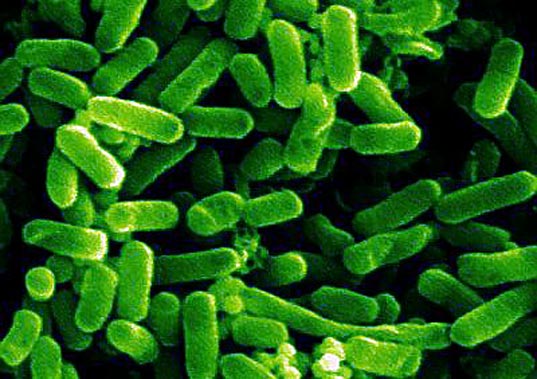 Petrarch® Specialties Bio-Conext Material Used in Isolating Strains of Con A and E. Coli