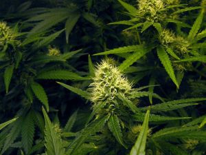 Check out UCT’s new article on Cannabis Industry Journal entitled, “HPLC Column Selection for Cannabis Chromatographers.”