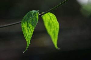 UCT Flagship Sorbent Cited in Khat Analysis Study