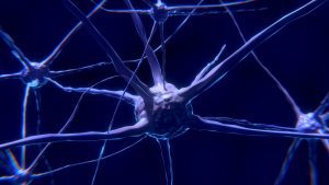 UCT’s DETA cited in Stem Cell Research Study