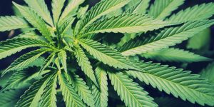 CLEAN SCREEN® THC SPE Columns Used for the Extraction of 37 Synthetic Cannabinoid Metabolites