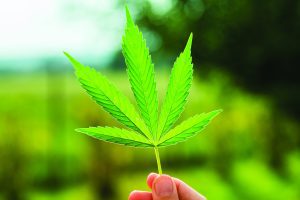 The Use of ZSTHC020 in German Cannabinoids Study