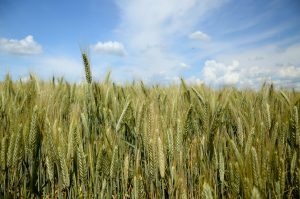 UCT Clean Up® Solid Phase Extraction Sorbent cited in Mycotoxin Study