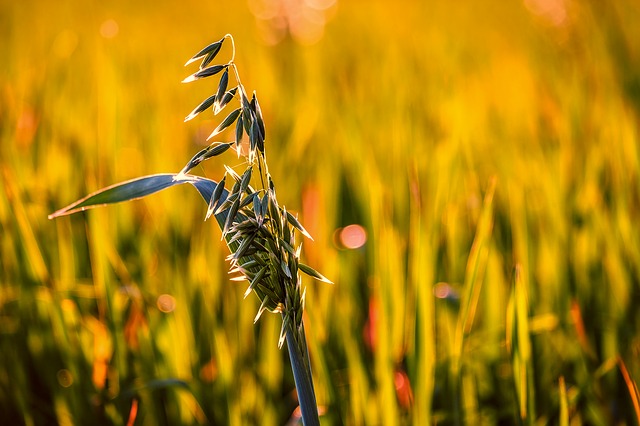 UCT QuEChERS Featured in Mycotoxins in Oats Analysis!