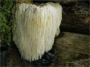 Mushrooms for Memory?