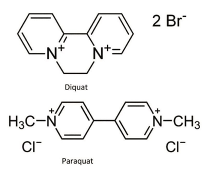 Determination of Diquat and Paraquat in Drinking Water by Solid-Phase Extraction and LC-MS/MS Detection