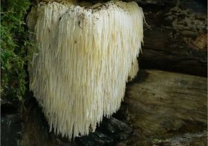 800px-Igelstachelbart_Nov_06